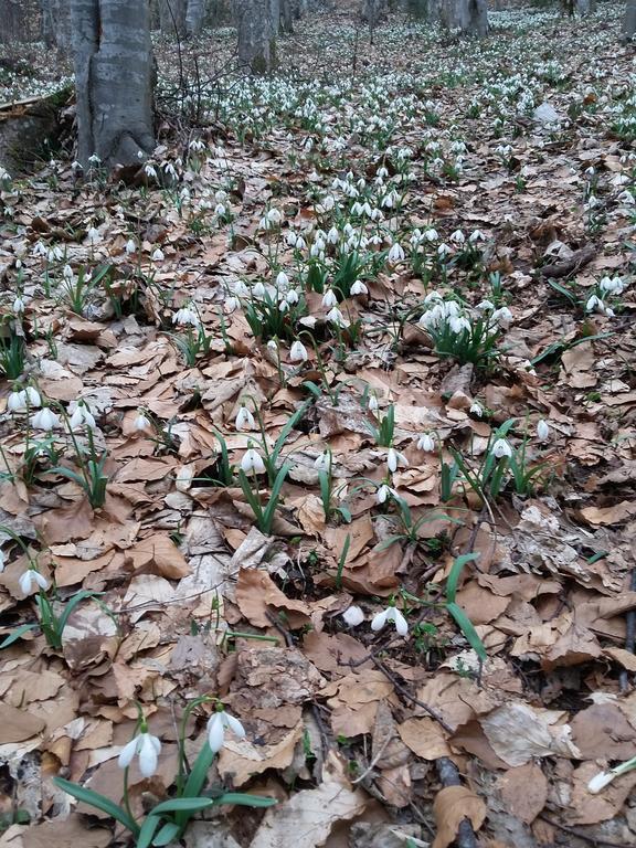Pensiunea Piatra Graitoare Vartop Bagian luar foto
