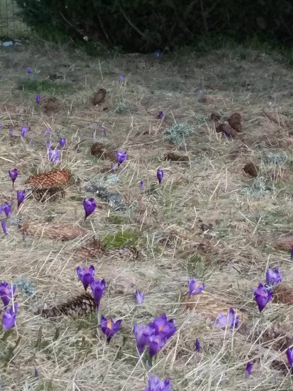 Pensiunea Piatra Graitoare Vartop Bagian luar foto